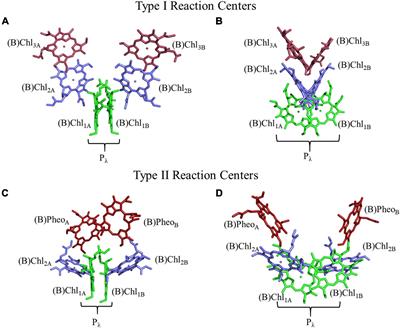 Shedding Light on Primary Donors in Photosynthetic Reaction Centers